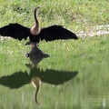 Anhinga anhinga  Anhinga  Schlangenhalsvogel 1