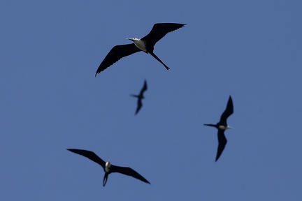 Fregata magnificens  Magnificent Frigatebird  Prachtfregattvogel 