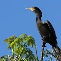 Phalacrocorax brasilianus mexicanus  Neotropic Cormorant  Olivenscharbe 1 2