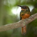 Galbula ruficauda  Rufous-tailed Jacamar  Rotschwanz-Glanzvogel 4 2