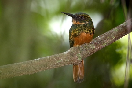 Galbula ruficauda  Rufous-tailed Jacamar  Rotschwanz-Glanzvogel 4 2