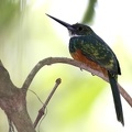 Galbula ruficauda  Rufous-tailed Jacamar  Rotschwanz-Glanzvogel 7 2