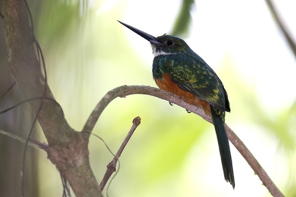 Galbula ruficauda  Rufous-tailed Jacamar  Rotschwanz-Glanzvogel 7 2