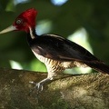 Campephilus guatemalensis  Pale-billed Woodpecker  K  nigsspecht 14 2