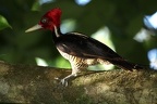 Campephilus guatemalensis  Pale-billed Woodpecker  K  nigsspecht 14 2