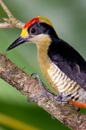 Melanerpes chrysauchen  Golden-naped Woodpecker  Buntkopfspecht M6 1