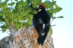Melanerpes formicivorus  Acorn Woodpecker  Eichelspecht 3 2