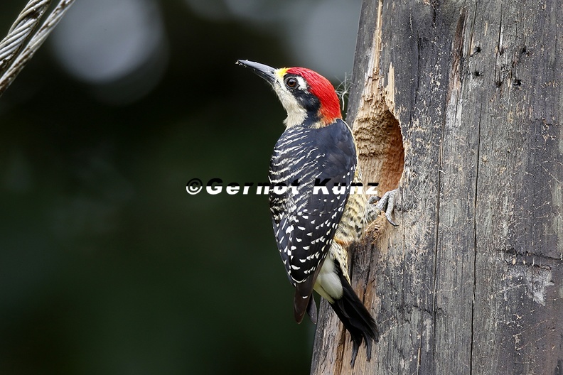 Melanerpes pucherani   Black-Cheeked Woodpecker  Schl  fenfleckspecht 1 1