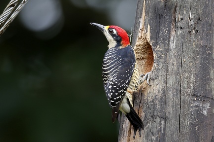 Melanerpes pucherani   Black-Cheeked Woodpecker  Schl  fenfleckspecht 1 1