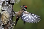 Picoides villosus  Hairy Woodpecker  Haarspecht M6 4