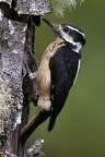 Picoides villosus  Hairy Woodpecker  Haarspecht W7 4