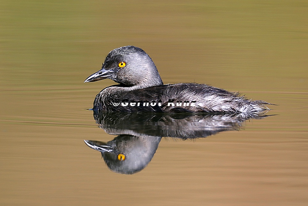 Tachybaptus dominicus  Least Grebe  Schwarzkopftaucher 1 2