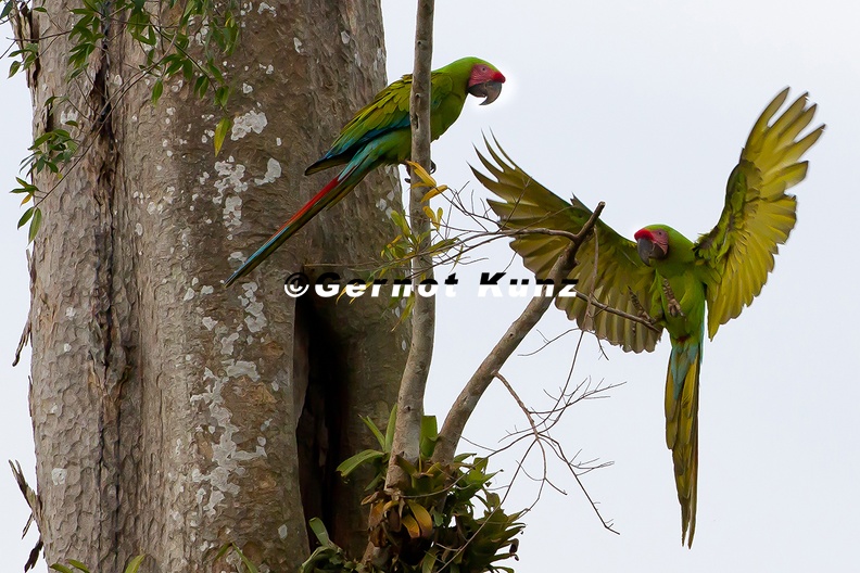 Ara ambiguus   Great Green Macaw  Soldatenara  1