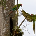 Ara ambiguus   Great Green Macaw  Soldatenara  1
