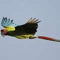 Ara ambiguus   Great Green Macaw  Soldatenara  1 3