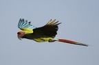 Ara ambiguus   Great Green Macaw  Soldatenara  1 3