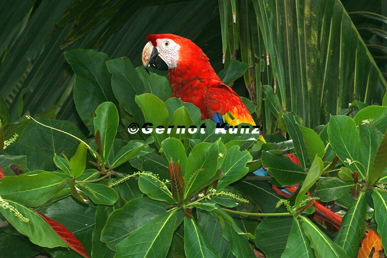 Ara macao  Scarlet macaw  Lapa rojo  Hellroter Ara 1 001