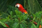 Ara macao  Scarlet macaw  Lapa rojo  Hellroter Ara 1 001