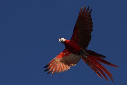 Ara macao  Scarlet macaw  Lapa rojo  Hellroter Ara 2 001