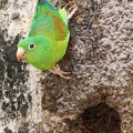 Brotogeris jugularis  Orange-chinned Parakeet  Tovisittich 2 1