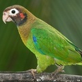 Pionopsitta haematotis  Brown-hooded Parrot 1 001