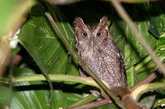 Megascops cooperi  Pacific Screech-Owl  Mangroveneule 2 2