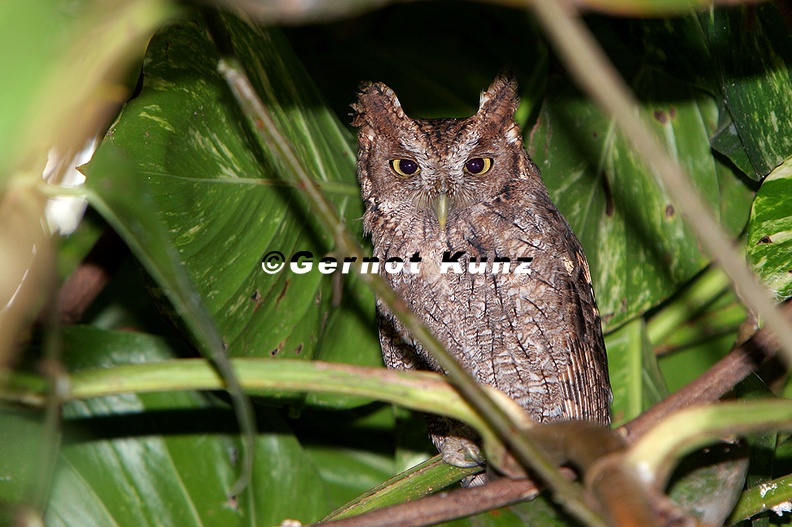 Megascops cooperi  Pacific Screech-Owl  Mangroveneule 2 2