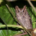 Megascops cooperi  Pacific Screech-Owl  Mangroveneule 2 2