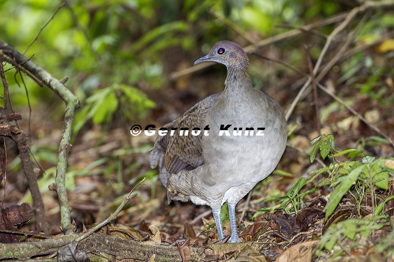 Tinamus major  Great Tinamou  Gro  tinamu 8 2v