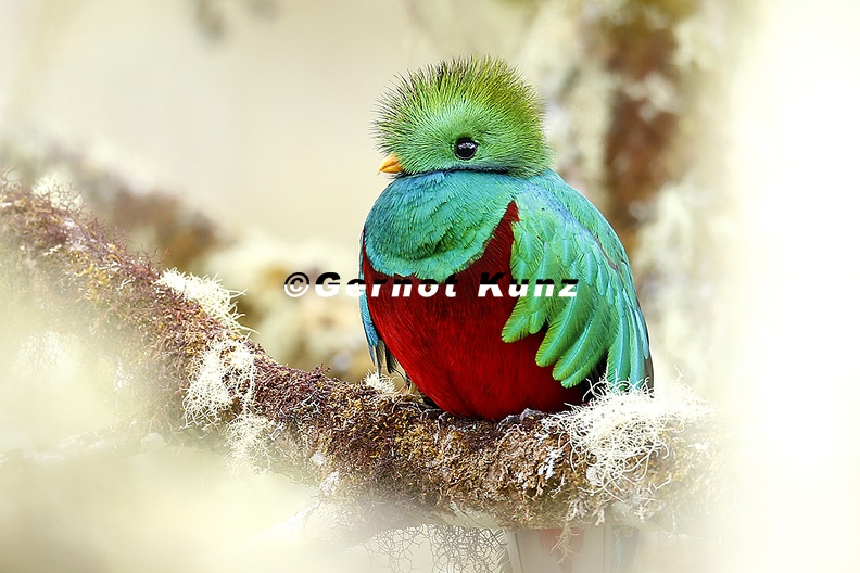 Pharomachrus__mocinno__Resplendent_Quetzal__Quetzal_M3_3.jpg