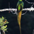 Pharomachrus  mocinno  Resplendent Quetzal  Quetzal M4