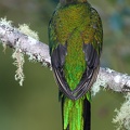 Pharomachrus mocinno  Resplendent Quetzal  Quetzal W9 2