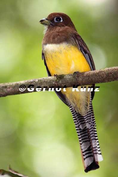 Trogon_rufus__Black-throa_Trogon__Schwarzkehltrogon_W2_3.jpg