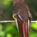 Trogon rufus  Black-throa Trogon  Schwarzkehltrogon W3 4