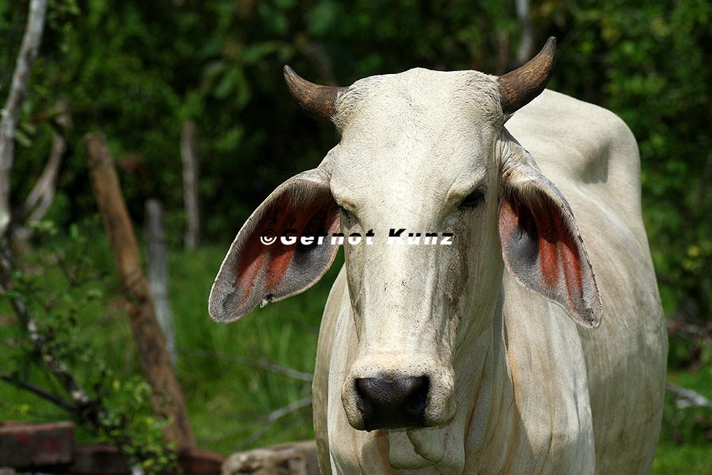 Bos primigenius taurus  Cattle  Hausrind 8 2