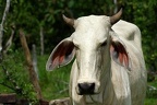 Bos primigenius taurus  Cattle  Hausrind 8 2