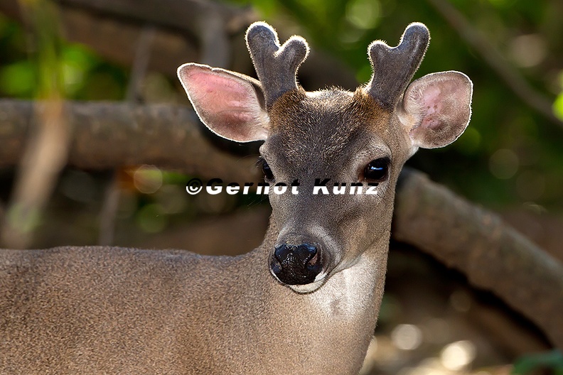 Odocoileus_virginianus__White-tailed_Deer__Wei__wedelhirsch_M1_2.jpg