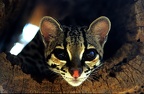 Leopardus wiedii  Margay  Tigrillo  Langschwanzkatze 1 1
