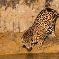 Panthera onca  Jaguar 10
