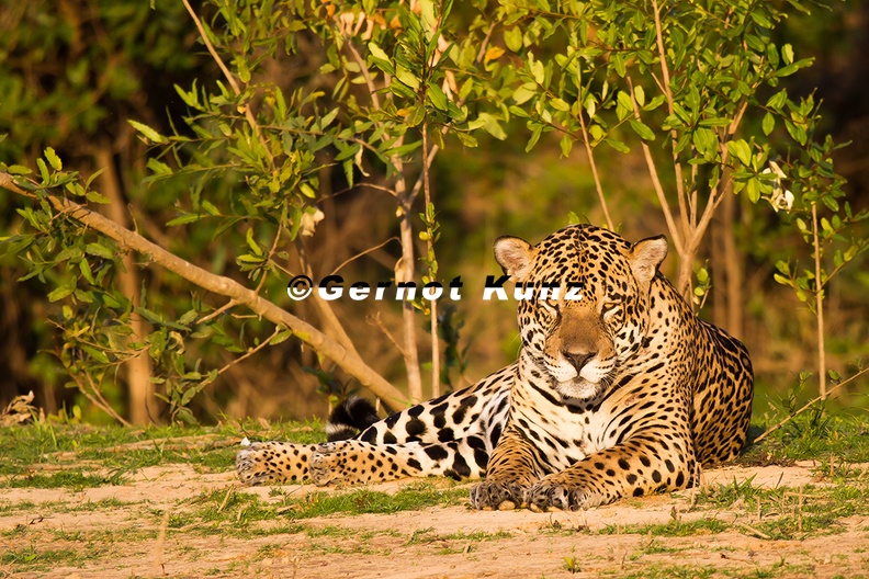 Panthera_onca__Jaguar_11.jpg