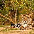 Panthera onca  Jaguar 11