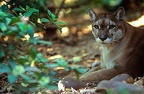 Puma concolor  Cougar  Mountain Lion  Puma 1 1