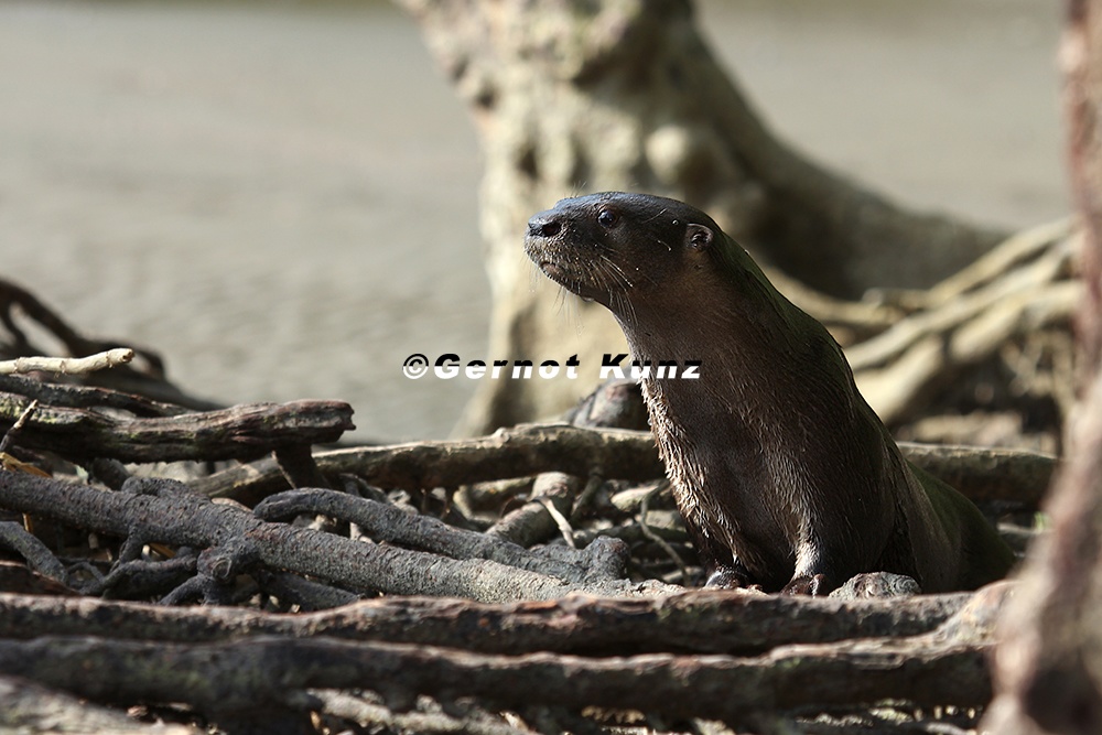 Lontra longicaudis  Neotropical River Otter  S  damerikanischer Fischotter 1 2