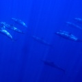 Stenella attenuata  Pantropical spotted dolphin  Schlankdelfin  Delfin manchado 1 2