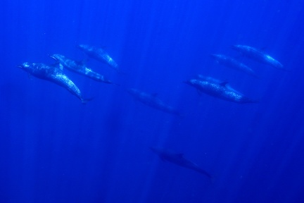 Stenella attenuata  Pantropical spotted dolphin  Schlankdelfin  Delfin manchado 1 2