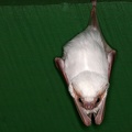 Diclidurus albus  Northern Ghost Bat  Amerikanische Gespenstfledermaus 1 2