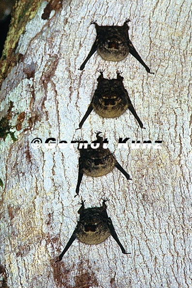 Rhynchonycteris_naso__Proboscis_bat__Nasenfledermaus_1_2.jpg
