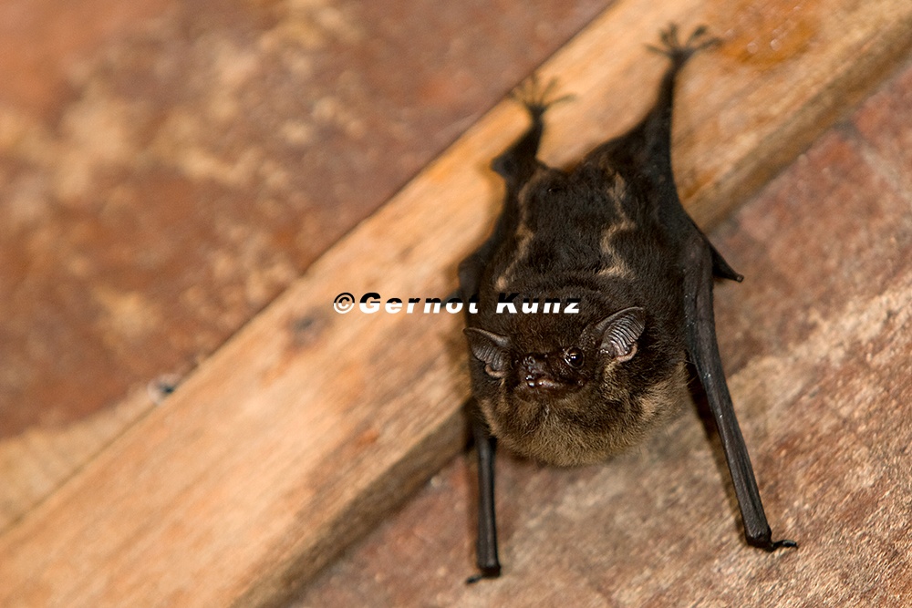 Rhynchonycteris naso  Proboscis bat  Nasenfledermaus 3 1