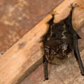 Rhynchonycteris naso  Proboscis bat  Nasenfledermaus 3 1