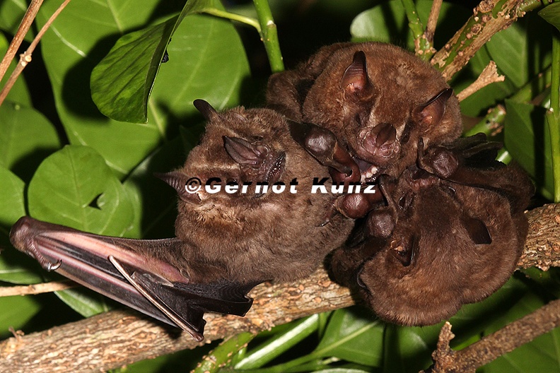 Phyllostomidae__Leaf-Nosed-Bats__Blattnasen_1.jpg